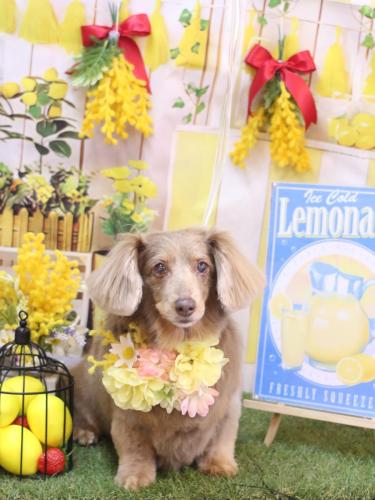 20240420桃ちゃん